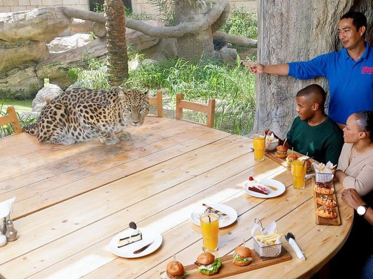 Gokil! Di Sini Kamu Bisa Makan Bareng Macan Tutul hingga Jerapah