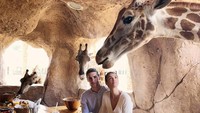 Nah, atraksi yang tak kalah populer lainnya adalah  sarapan dengan jerapah. Kalau yang ini, pengunjung bisa berbagi makanan dengan jerapah imut. Foto: Pool/Site