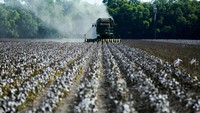 Kapas terlihat tengah dipanen di ladang seluas 140 hektar di Ellis County, dekat Waxahatchie, Texas, Senin, (19/9/2022).