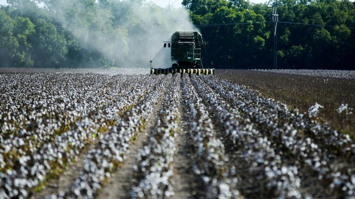 Pasokan Kapas dari texas Menurun Imbas Kekeringan di AS Fourth-generation farmer Steve Patman opens the door to a cotton module builder after harvesting the crop from a 140 acre field in Ellis County, near Waxahatchie, Texas, on September 19, 2022. - Texas produces almost half of America's cotton, and the United States is the world's third largest supplier, behind India and China. This year, national production will hit its lowest level since 2015, down 21 percent year-on-year, and Texas will suffer a 58 percent drop, the US Department of Agriculture estimates. (Photo by Andy JACOBSOHN / AFP) (Photo by ANDY JACOBSOHN/AFP via Getty Images)