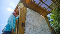 Tahun 2022 menjadi tahun terburuk bagi petani kapas Texas, imbas pemanasan global membuat cuaca menjadi lebih ekstrem.