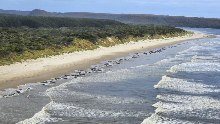 This photo released by Department of Natural Resources and Environment Tasmania, shows whales stranded on Ocean Beach at Macquarie Harbour on the west coast of Tasmania of Australia, Wednesday, Sept. 21, 2022. (Department of Natural Resources and Environment Tasmania via AP)