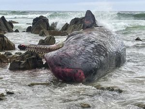 Duh! Belasan Paus Ditemukan Mati di Pantai Australia