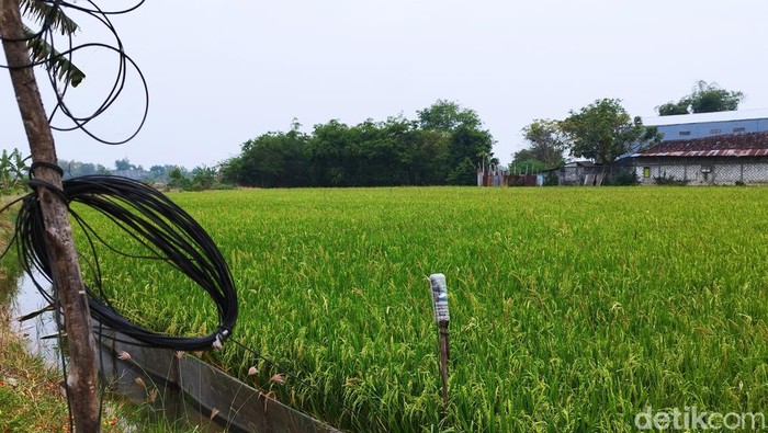 Salah satu sawah di Benjeng yang dialiri listrik untuk jebakan tikus.