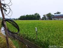 Jebakan Tikus Listrik di Sawah Tewaskan Tetangga Petani Ngawi Jadi Tersangka