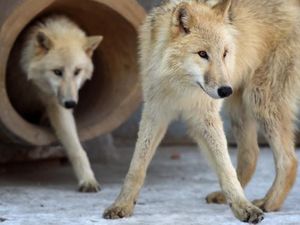 Selain Anjing, Ternyata Serigala Juga Bisa Mengenali Suara Manusia