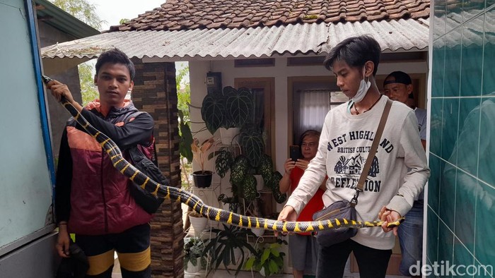 Ular cincin di Sumedang