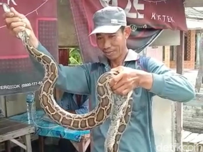 ular sanca di lamongan