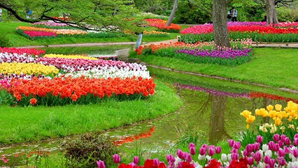 Lanjut, ada hamparan bunga tulip di Showa Memorial Park, Tokyo. Selain bunga bermekaran yang indah, lanskapnya juga dipercantik dengan aliran sungai.