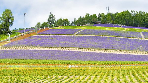 Taman Lavender Nakafurano Hokuseiyama di Hokkaido menawarkan lanskap ladang bunga lavender dengan warna ungu yang khas.