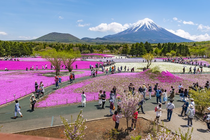 Jepang tidak melulu soal bunga sakura. Dibeberapa tempat Anda juga bisa menikmati taman bunga warna-warni yang bikin takjub.