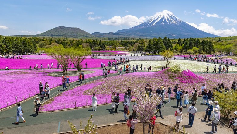 Jepang tidak melulu soal bunga sakura. Dibeberapa tempat Anda juga bisa menikmati taman bunga warna-warni yang bikin takjub.