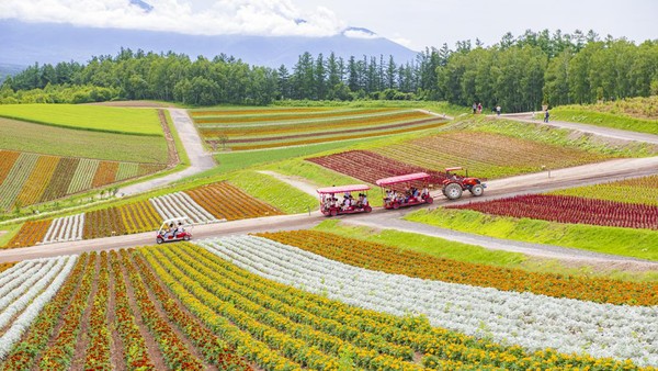 Lanskap ini bisa Anda nikamti di Taman bunga Shikisai No Oka di Hokkaido. Anda juga bisa tur keliling kebun menggunakan shuttle bus yang ditaris oleh traktor. Unik banget.