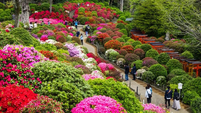 Warna-warni Taman Bunga di Jepang yang Bikin Takjub Jepang tidak melulu soal bunga sakura. Dibeberapa tempat Anda juga bisa menikmati taman bunga warna-warni yang bikin takjub.