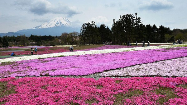 Nah, lanskap ini bisa Anda jumpai di kaki Gunung Fuji. Tepatnya di kawasan Fujikawaguchiko, Prefektur Yamanashi. Ladang ini berselimutkan bunga sebanyak 800 ribu Shibazakura atau Moss Phlox.