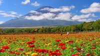 Terakhir, ada Taman Bunga Hana-no-Miyako di dekat Danau Yamanashi. Hamparan bunga warna-warni terlihat sangat syahdu dipadu dengan latar belakang berupa Gunung Fuji. 