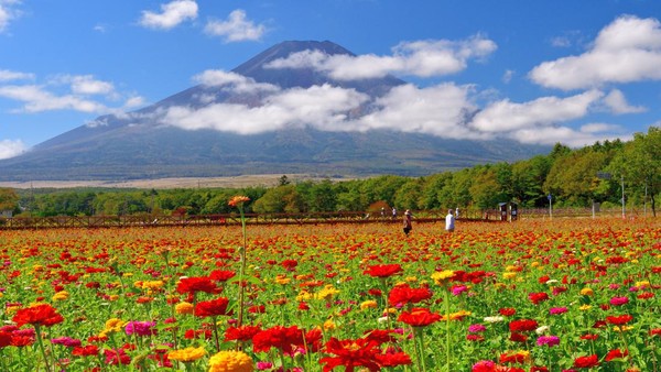 Terakhir, ada Taman Bunga Hana-no-Miyako di dekat Danau Yamanashi. Hamparan bunga warna-warni terlihat sangat syahdu dipadu dengan latar belakang berupa Gunung Fuji. 