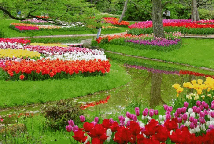 Warna-warni Taman Bunga di Jepang yang Bikin Takjub