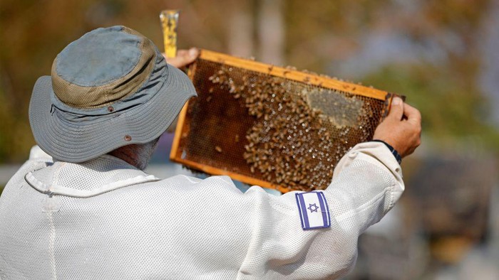 Begini Proses Memanen Madu di Peternakan Lebah di Israel Israeli beekeeper from the Raikin family works at their apiary in Moshav Sde Eliezer in northern Israel on September 19, 2022 ahead of the Jewish New Year holiday of Rosh Hashanah. (Photo by JALAA MAREY / AFP) (Photo by JALAA MAREY/AFP via Getty Images)