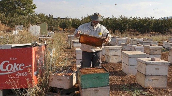 Begini Proses Memanen Madu di Peternakan Lebah di Israel Israeli beekeeper from the Raikin family works at their apiary in Moshav Sde Eliezer in northern Israel on September 19, 2022 ahead of the Jewish New Year holiday of Rosh Hashanah. (Photo by JALAA MAREY / AFP) (Photo by JALAA MAREY/AFP via Getty Images)