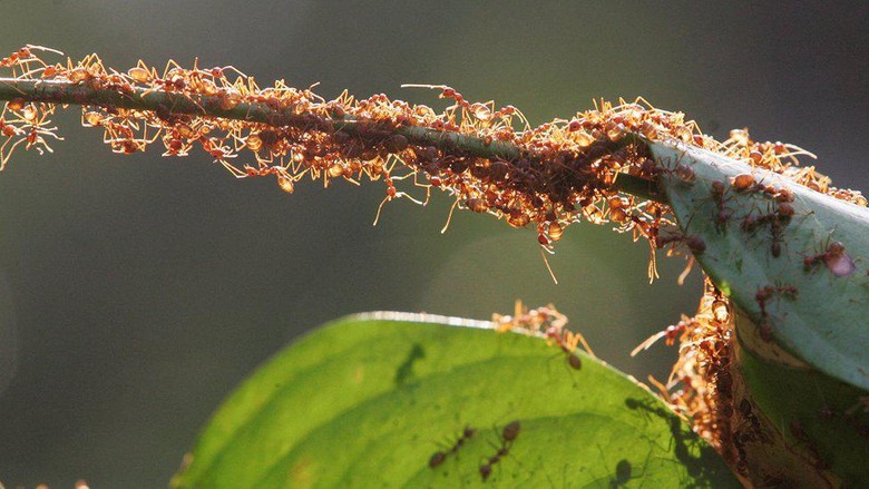 Berapa jumlah semut di muka Bumi? Sekitar 20.000 triliun, pahlawan lingkungan tak dikenal