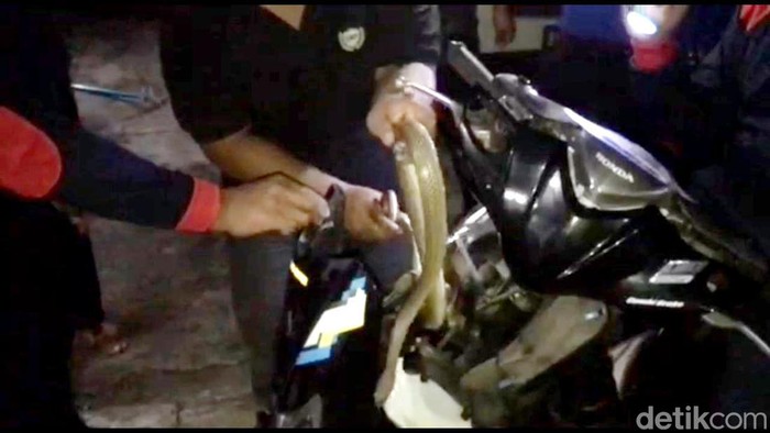 Evakuasi ular jali 1,7meter di Trenggalek dari dalam motor