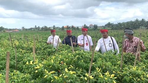 Ketua TPID Tabanan I Gede Susila dan Disperindag Tabanan melakukan monitoring di salah satu lahan tanam cabai di Desa Gubug, Kecamatan Tabanan, Kabupaten Tabanan, Bali, Kamis (22/9/2022).