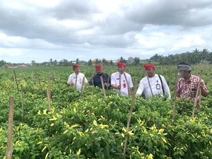 TPID Tabanan Intervensi Kenaikan Harga Cabai, 16 Ribu Bibit Disiapkan