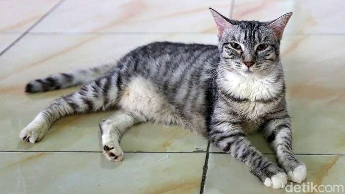 βMalaikatβ Kucing-kucing Terlantar Salah satu hewan peliharaan yang cukup banyak diminati adalah kucing. Eits, Tapi nggak semua kucing beruntung dipelihara. Ini buktinya masih banyak juga kucing-kucing kurang beruntung yang terlantar.