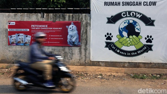 Salah satu hewan peliharaan yang cukup banyak diminati adalah kucing. Eits, Tapi nggak semua kucing beruntung dipelihara. Ini buktinya masih banyak juga kucing-kucing kurang beruntung yang terlantar.