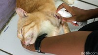 Rumah Singgah Clow ini fokus untuk menampung kucing terlantar yang sakit, kucing kecelakaan yang butuh penanganan, dan kurang gizi (mal nutrusi).