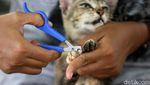 Malaikat Kucing-kucing Terlantar