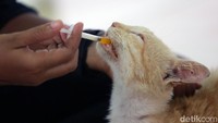 Seperti inilah salah satu kegiatan yang setiap hari ia jalani bersama kucing-kucing terlantar itu. Saat ini ia juga tengah mengelola beberapa Rumah Singgah CLOW di Manado, Parung Bogor dan Depok.