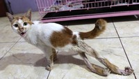 Kucing terlantar yang dirawat dibedakan shelternya diantaranya kucing sakit, kucing hamil, kucing disabilitas, anak kucing dan kucing yang telah berhasil dirawat dan sehat.