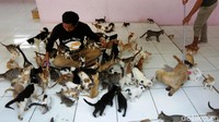 Ratusan ekor kucing, mengikuti langkah kaki Bimbim saat memasuki salah satu ruangan shelter. Saat memanggilnya dengan ucapan pus pus serentak mereka berkumpul mendekatinya. Ada yang naik ke pangkuannya, adapula yang mengelus-ngeluskan badannya ke Bimbim. Mereka memahami betul bahwa Bimbim adalah sosok penyayang yang sudah menolong mereka.  