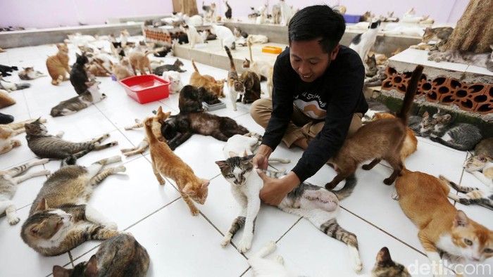 ‘Malaikat’ Kucing-kucing Terlantar Salah satu hewan peliharaan yang cukup banyak diminati adalah kucing. Eits, Tapi nggak semua kucing beruntung dipelihara. Ini buktinya masih banyak juga kucing-kucing kurang beruntung yang terlantar.