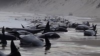 Insiden semacam ini juga terjadi dua tahun lalu, saat Pelabuhan Macquarie menjadi lokasi insiden paus terdampar massal terbesar di Australia, yang melibatkan nyaris 500 paus pilot. Lebih dari 300 paus pilot mati dalam insiden pada saat itu, meskipun berbagai upaya dilakukan para relawan untuk membebaskan paus itu. (Huon Aquaculture/Getty Image)