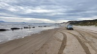 Penyebab terdamparnya ratusan paus itu tidak diketahui secara jelas. Para ilmuwan memperkirakan insiden itu terjadi karena sekelompok paus kehilangan arah usai mencari makan terlalu dekat dengan pantai. (AP/Andrew Breen)