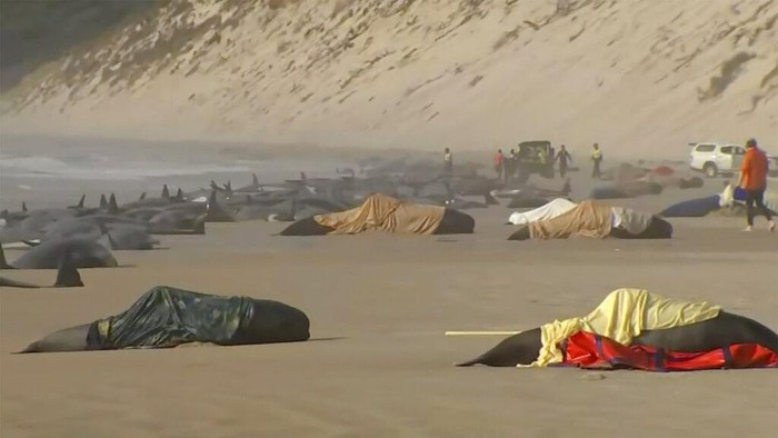 Misterius! Penampakan Ratusan Paus Pilot Mati Terdampar di Australia This image made from a video, shows the stranded whales on Ocean Beach, near Strahan, Australia Wednesday, Sept. 21, 2022. More than 200 whales have been stranded on Tasmaniaβs west coast, just days after 14 sperm whales were found beached on an island off the southeastern coast. (Australian Broadcasting Corporation via AP)
