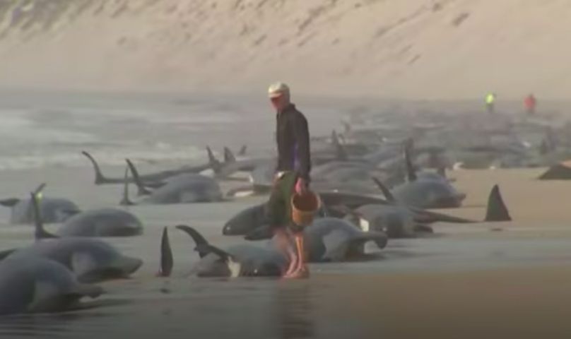Paus terdampar di Australia