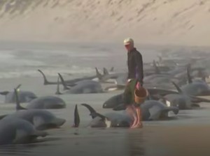 Kasihan, Ratusan Paus Terdampar di Pantai Australia