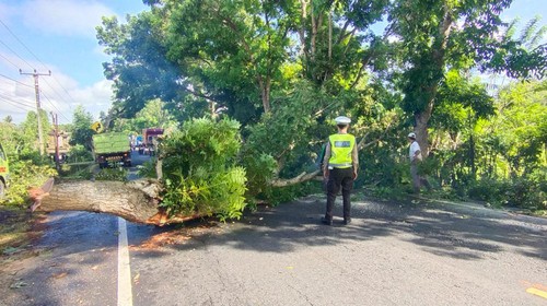 Pemotongan pohon perindang yang ditabrak truk kontainer sampai peti kemas lepas, di Jalan Denpasar-Gilimanuk Jembrana, Bali, Kamis (22/9/2022).