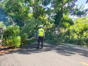 Pohon Perindang Penyebab Kecelakaan Truk di Jembrana Ditebang