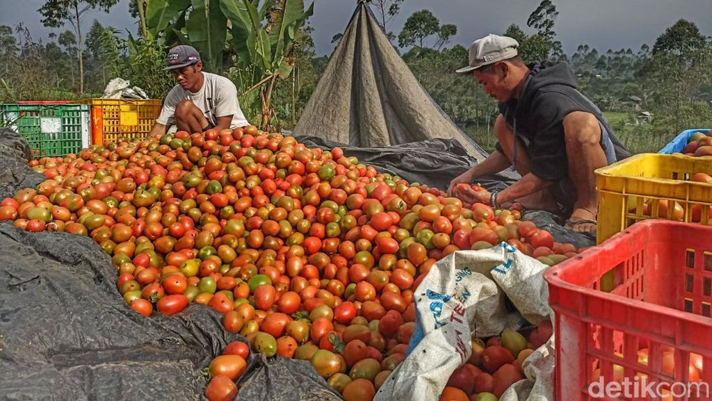 Jeritan Petani Tomat Bandung Usai Harga BBM Naik