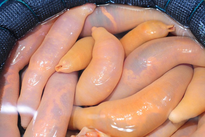 10 Hidangan Seafood Nyeleneh di Dunia, Berani Coba?