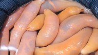 Mengerikan! Bentuknya seperti bukan seafood ya? Menu ini sebenarnya makanan laut yang mirip dengan teripang. Biasa disebut cacing gaebul yang terkenal punya rasa asin. Foto: allthatsinteresting.com