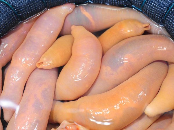 10 Hidangan Seafood Nyeleneh di Dunia, Berani Coba?