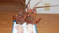 Hidangan udang atau lobster mini ini hanya menyisakan kepalanya saja. Sementara cangkang badannya hilang. Tapi sepertinya dagingnya pun sedikit ya? Foto: allthatsinteresting.com
