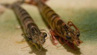 Cukup populer di beberapa negara Asia, ini dia dancing shrimp. Dinamakan mentah dalam kondisi udang masih bergerak. Biasanya orang-orang langsung melahapnya begitu saja. Foto: allthatsinteresting.com