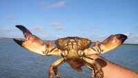 Kalau ini bentuk utuh dari Florida Stone Crab Claws. Warna hitam hanya terdapat pada cakarnya saja dengan ukuran jumbo. Foto: allthatsinteresting.com